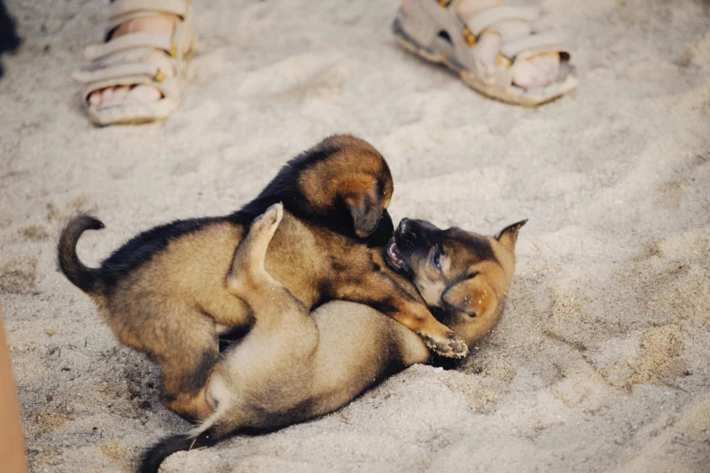 a couple of dogs laying on top of each other, by Julia Pishtar, pexels contest winner, sand, puppies, fistfighting, youtube thumbnail