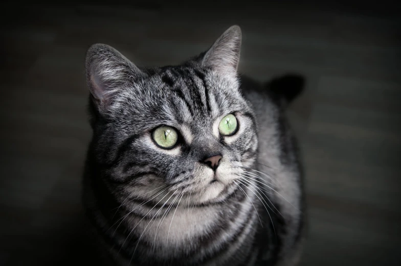 a close up of a cat with green eyes, by Julia Pishtar, pexels contest winner, grey, glowing with silver light, instagram post, fat cat