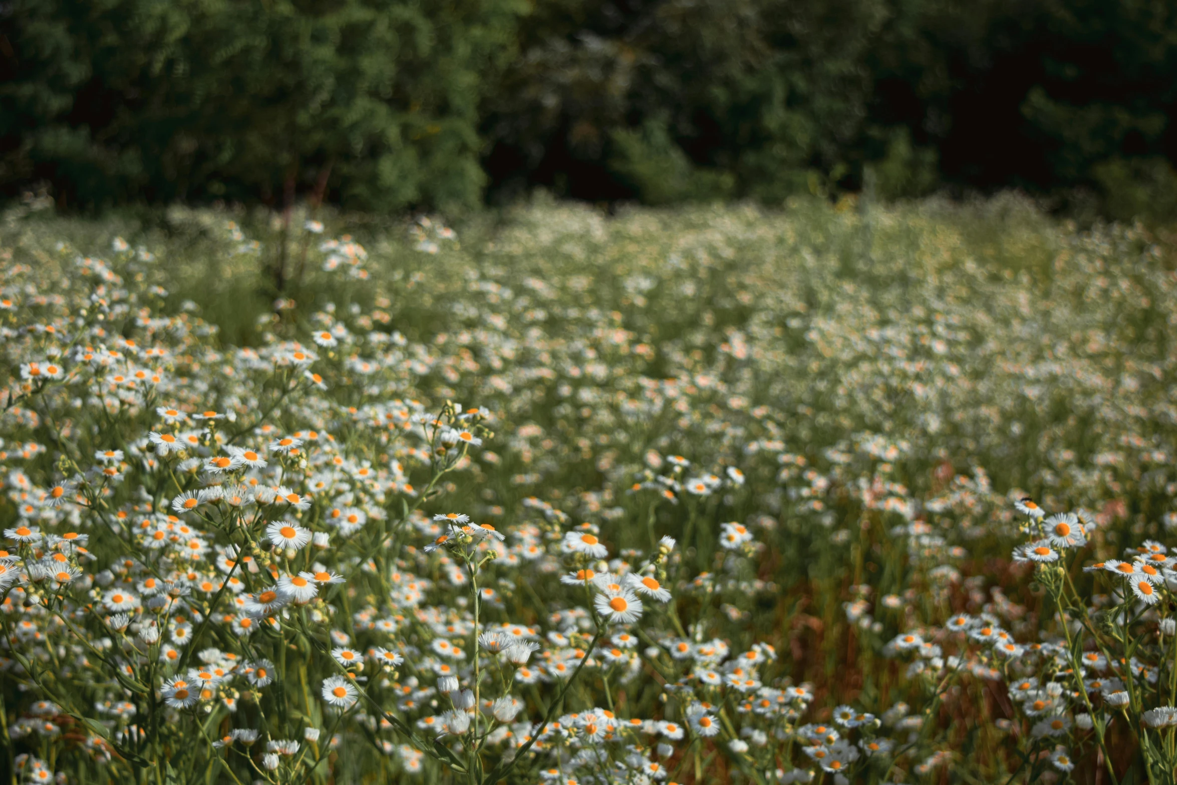 a field full of white flowers with trees in the background, by Attila Meszlenyi, unsplash, chamomile, permaculture, medium format. soft light, 1 6 x 1 6