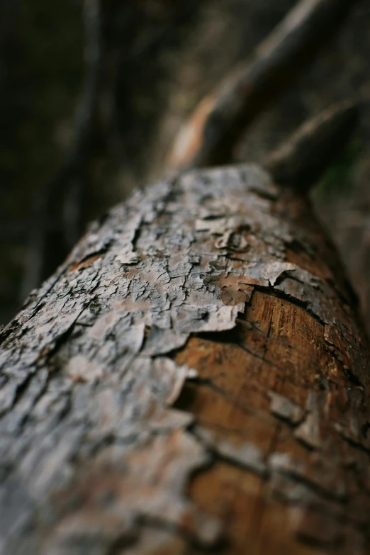 a close up of a tree trunk in a forest, unsplash, paul barson, cinematic shot ar 9:16 -n 6 -g, grey, brown