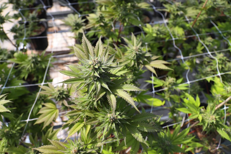 a close up of a bunch of marijuana plants, looking towards the camera, in bloom greenhouse, image, thumbnail