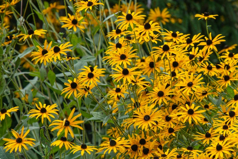 a bunch of yellow flowers sitting on top of a lush green field, multiple small black eyes, highly ornamental, seeds, yellow and black trim