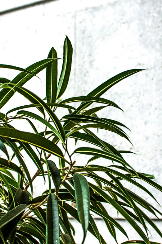 a close up of a plant in front of a building, inspired by Exekias, with a white background, vanilla, striped, evergreen