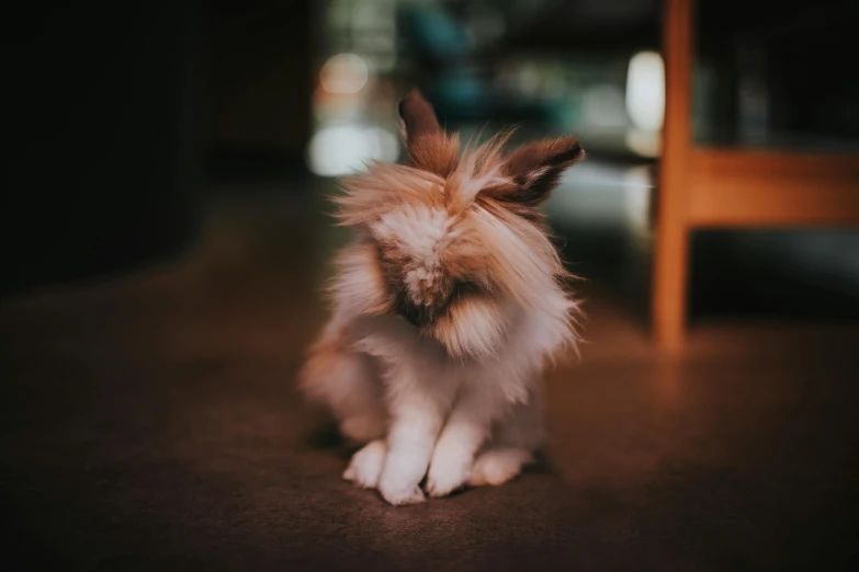 a brown and white rabbit sitting on the floor, by Emma Andijewska, pexels contest winner, furry art, flipped out hair, blurred, doing a hot majestic pose, retro stylised