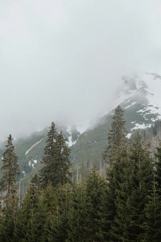 a snow covered mountain with pine trees in the foreground, by Daarken, under a gray foggy sky, intricate environment - n 9, moist foggy