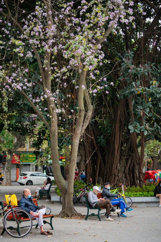 a group of people sitting on park benches, huge ficus macrophylla, there's flowers everywhere, street photo, vietnam