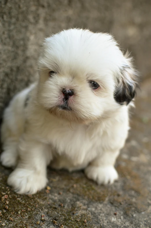 a small white dog sitting on top of a cement floor, a portrait, unsplash, square, shih tzu, puppies, fluffy''