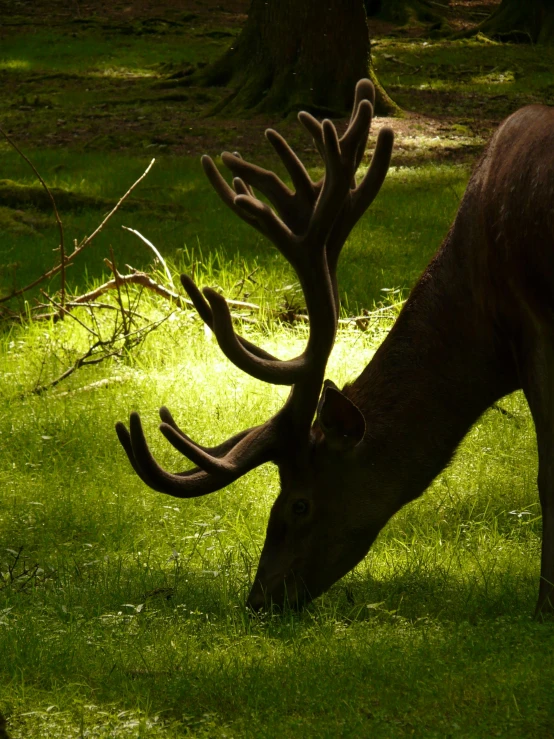 a deer that is standing in the grass