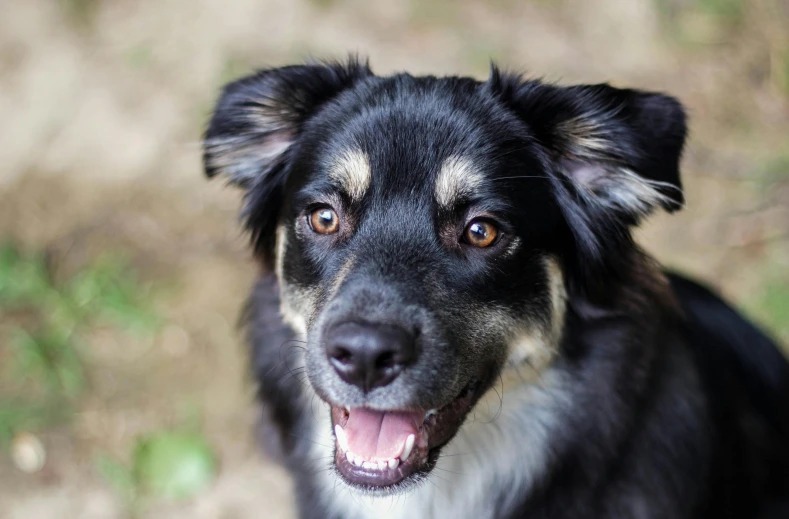 a close up of a dog looking at the camera, large black smile, manuka, commercial photo, mixed animal