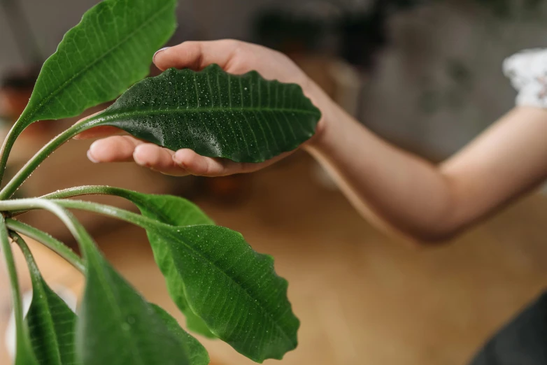 a close up of a person holding a plant, trending on pexels, photorealism, leaf green, plant sap, hand on table, huge ficus macrophylla