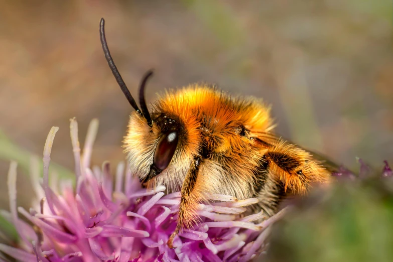 a close up of a bee on a flower, by Jesper Knudsen, hurufiyya, orange fluffy belly, thumbnail, purple, small horns