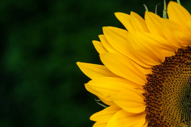 a close up of a sunflower with a blurry background, by Niko Henrichon, pexels contest winner, yellow and greens, with a black background, side - view, a high angle shot