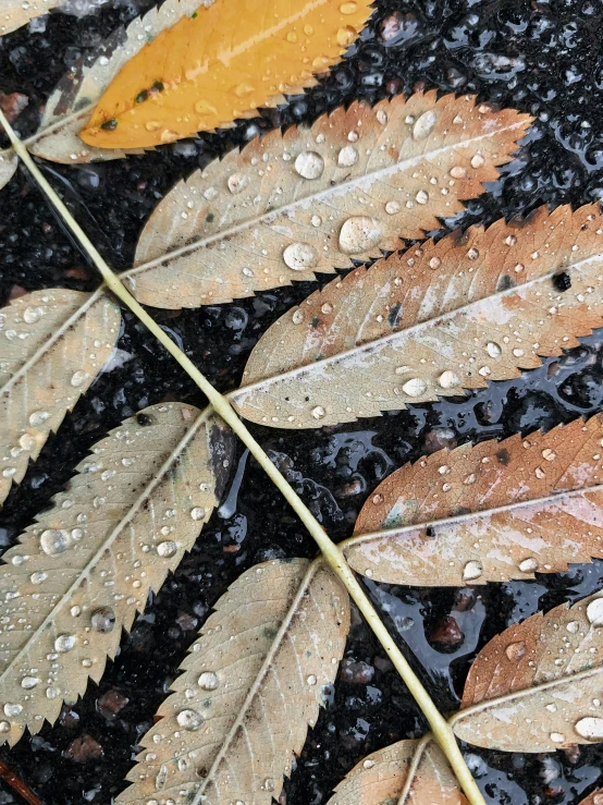 a bunch of leaves that are laying on the ground, an album cover, inspired by Andy Goldsworthy, unsplash, ultra detailed rain drops, muted brown yellow and blacks, today\'s featured photograph 4k, detail shots