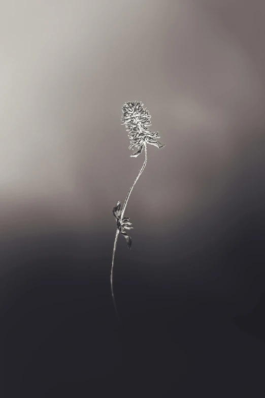 a black and white photo of a single flower, unsplash, minimalism, mikko lagerstedt, silver and muted colors, fern, tall thin