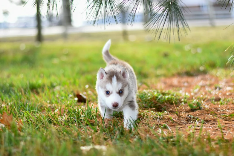 a puppy that is standing in the grass, by Julia Pishtar, pexels contest winner, husky, stainless steal, detailed information, walking through the trees