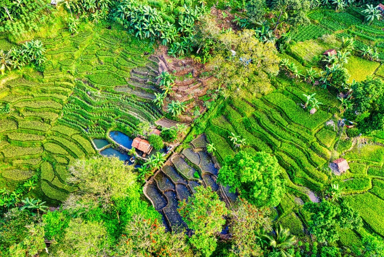 an aerial view of a lush green rice field, by Daniel Lieske, pexels, sumatraism, terraced orchards and ponds, thumbnail, garden with fruits on trees, exclusive