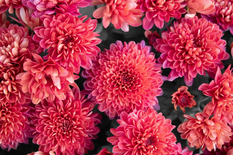 a close up of a bunch of red flowers, chrysanthemums, subtle detailing, vibrant pink, highly polished