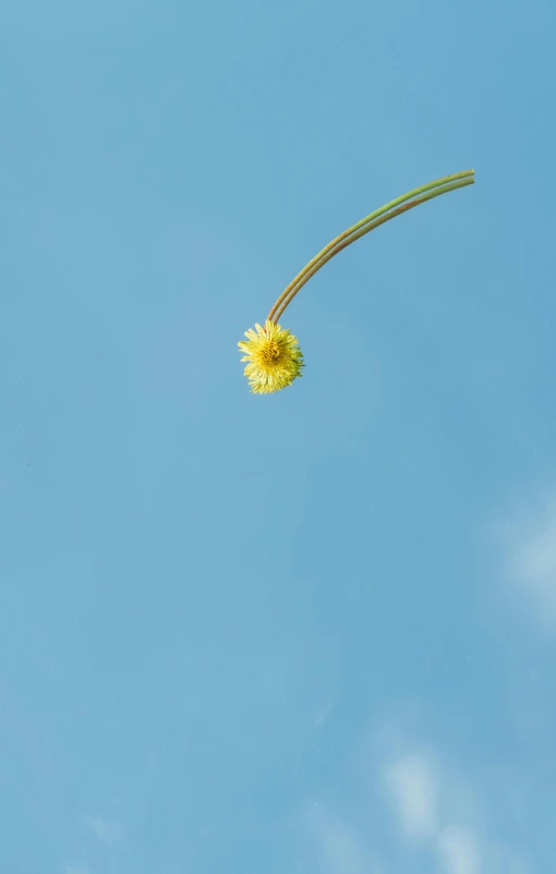 a single yellow flower floating in the air, by Jan Rustem, minimalism, falling from sky, wiry, 15081959 21121991 01012000 4k