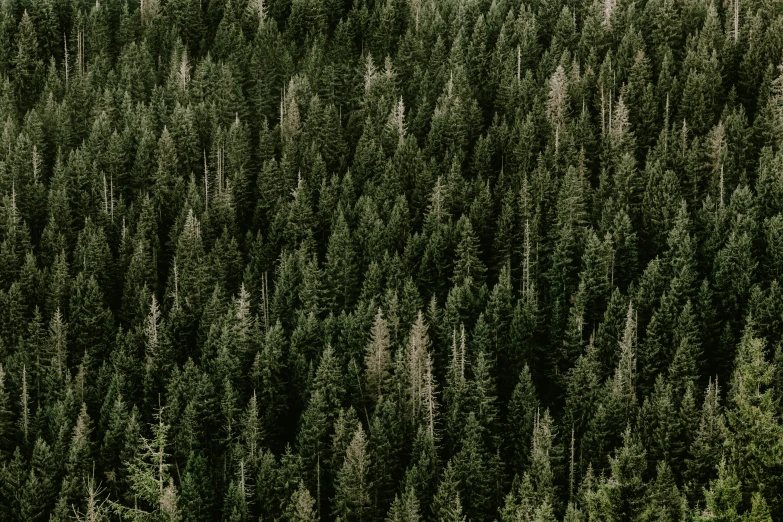 a forest filled with lots of green trees, a picture, by Emma Andijewska, black fir, fine detail post processing, evergreen valley, sustainable materials