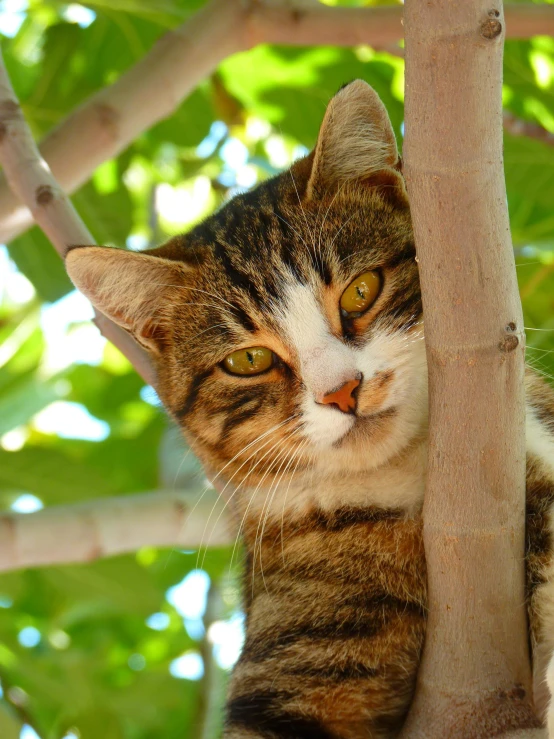 a cat that is sitting in a tree, next to a plant, up close