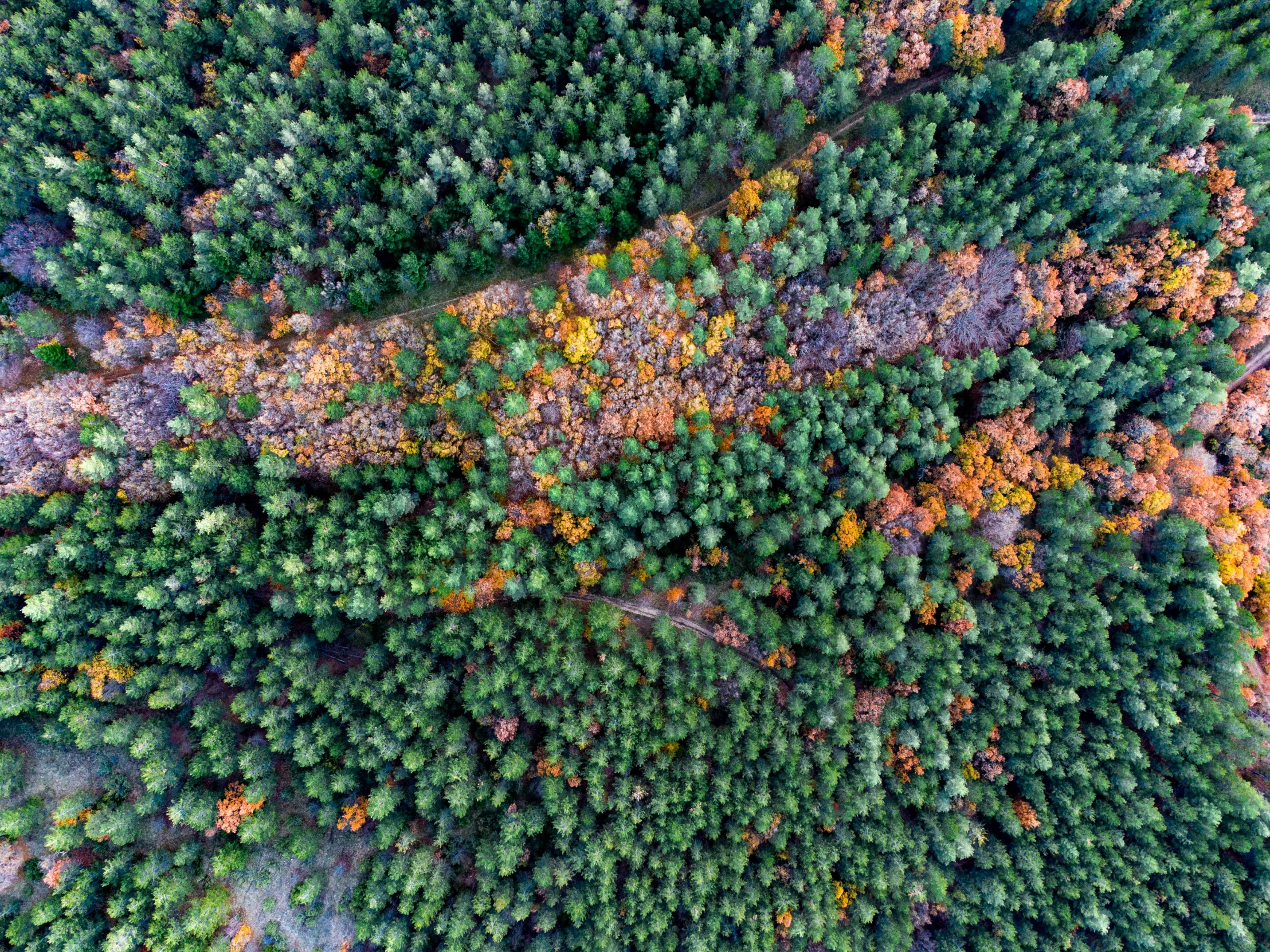 an aerial view of a forest in autumn, by Emma Andijewska, pexels, land art, looking downwards, 🤬 🤮 💕 🎀, true realistic image, #green