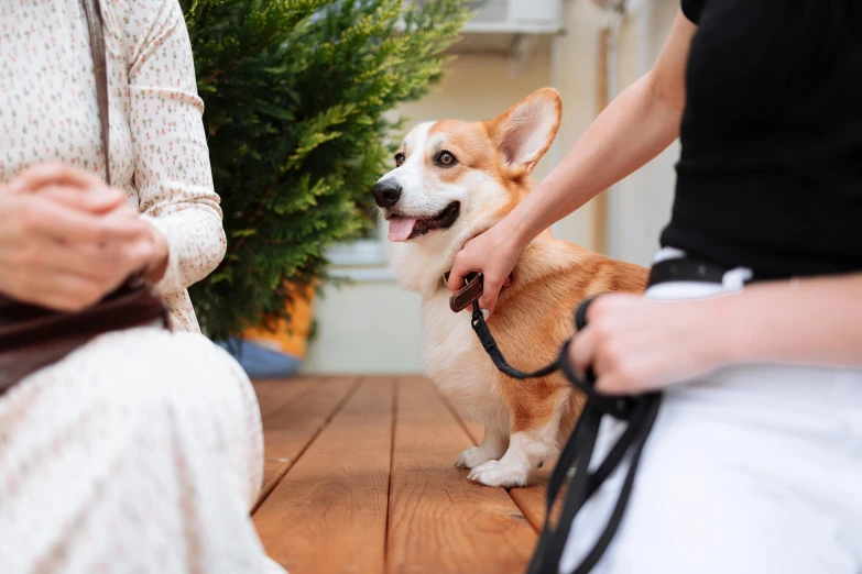 a close up of a person petting a dog on a leash, corgi, on a wooden table, manuka, holding court