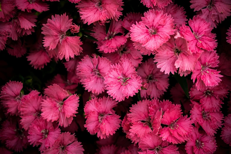 a close up of a bunch of pink flowers, by Carey Morris, pexels, square, reds, ((pink)), album