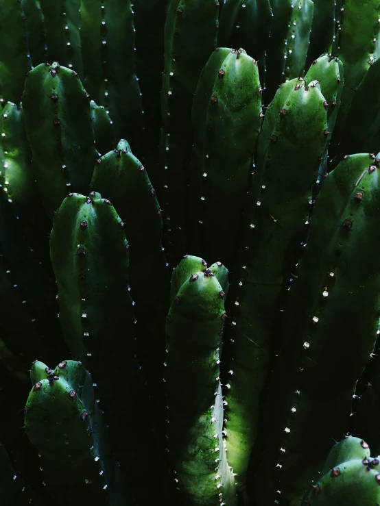 a close up of a cactus plant with water droplets, inspired by Elsa Bleda, pexels contest winner, very dark with green lights, highly detailed # no filter, quixel megascans, sleek spines