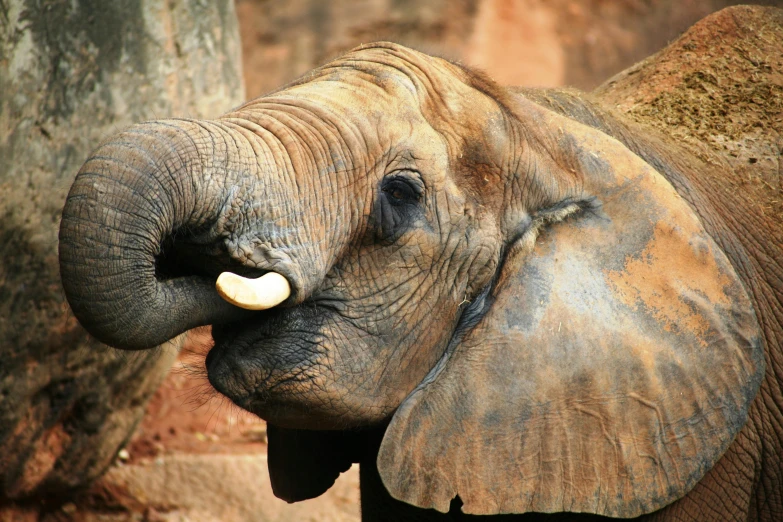 a close up of an elephant with tusks, pexels contest winner, hurufiyya, zoo, sassy pose, 🦩🪐🐞👩🏻🦳, old male