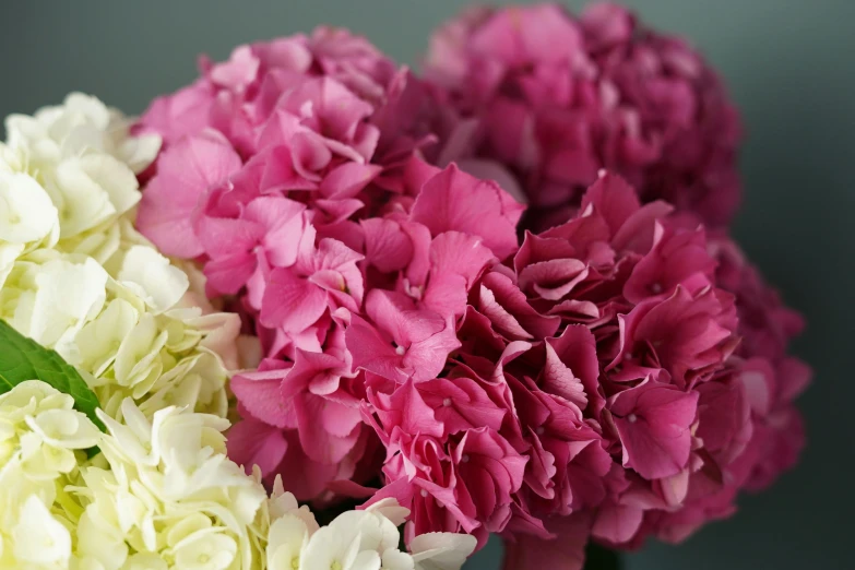 a vase filled with pink and white flowers, close up of iwakura lain, hydrangea, magenta colours, medium close shot