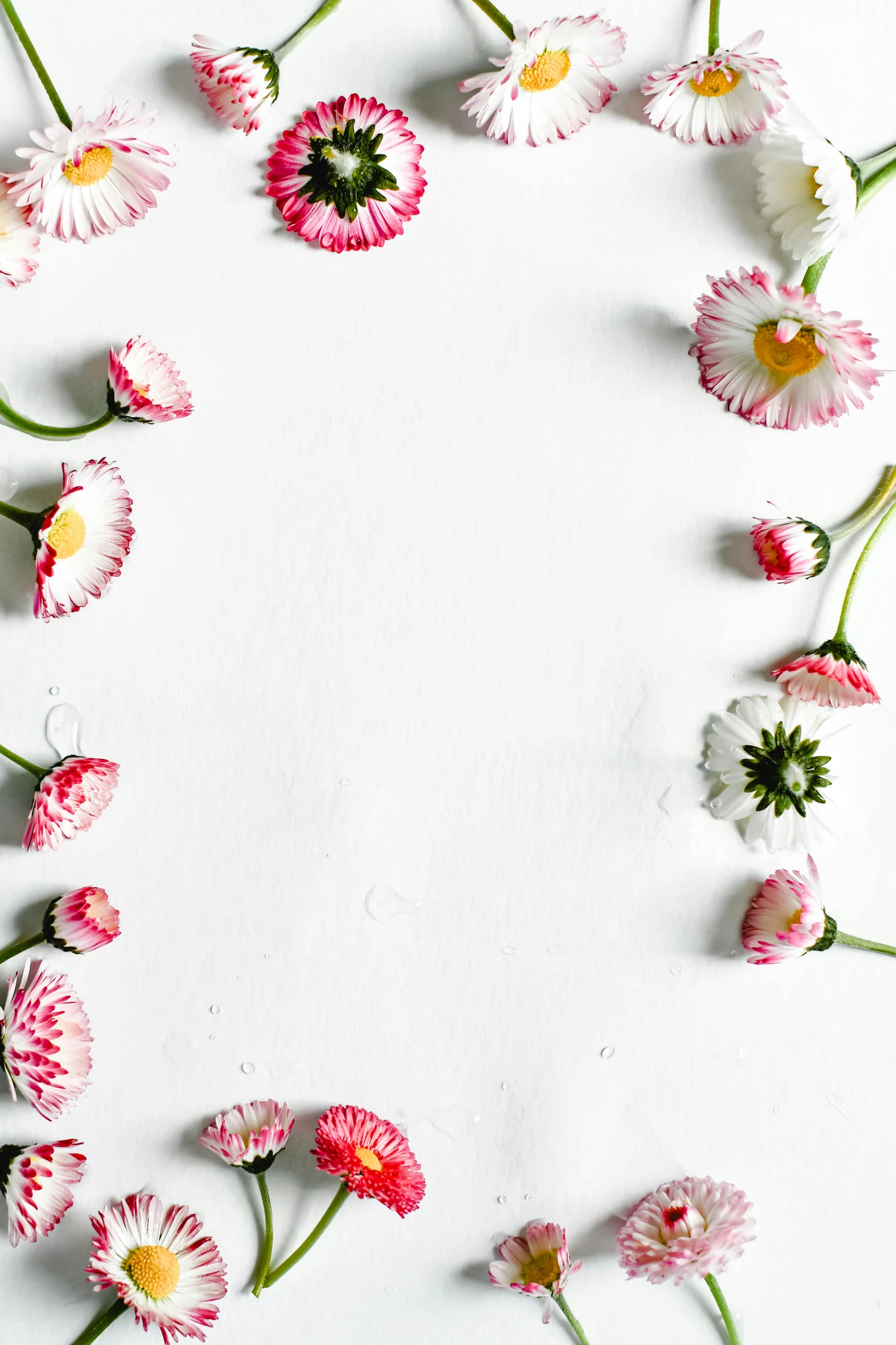 pink and white flowers arranged in a circle, inspired by Cy Twombly, trending on unsplash, minimalism, edible flowers, clover, ilustration, white limbo