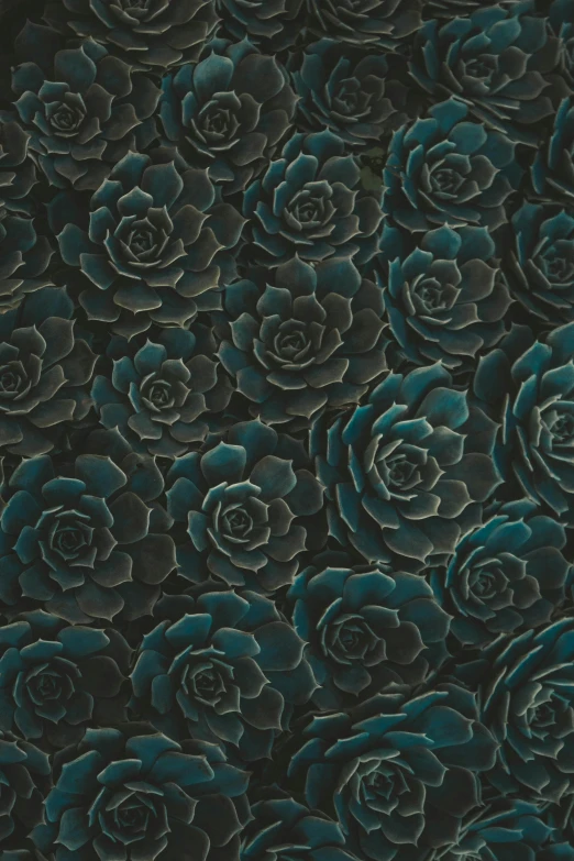 a bunch of blue roses on a black background, inspired by Art Green, trending on polycount, rococo, verdant plant wall, background full of brown flowers, peyote cactus desert, engraved texture