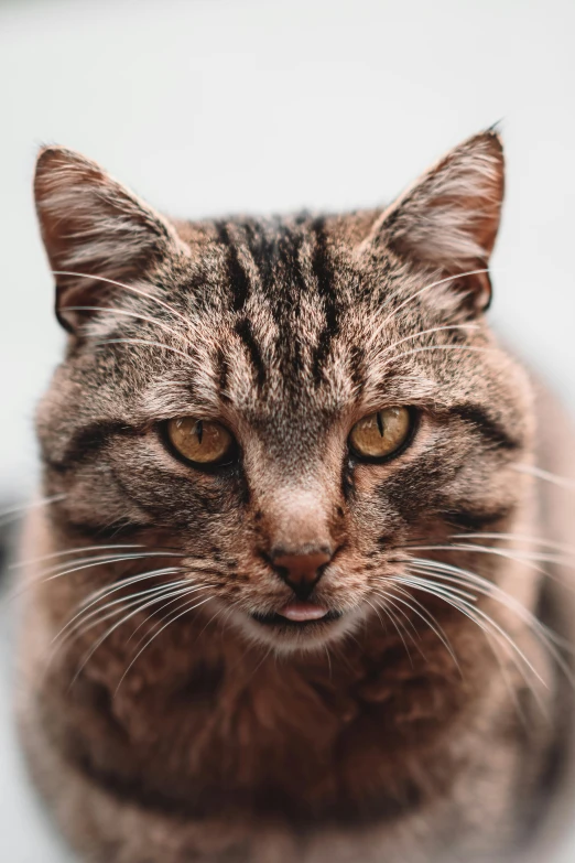 a close up of a cat looking at the camera, trending on pexels, square nose, old male, aggressive pose, brown