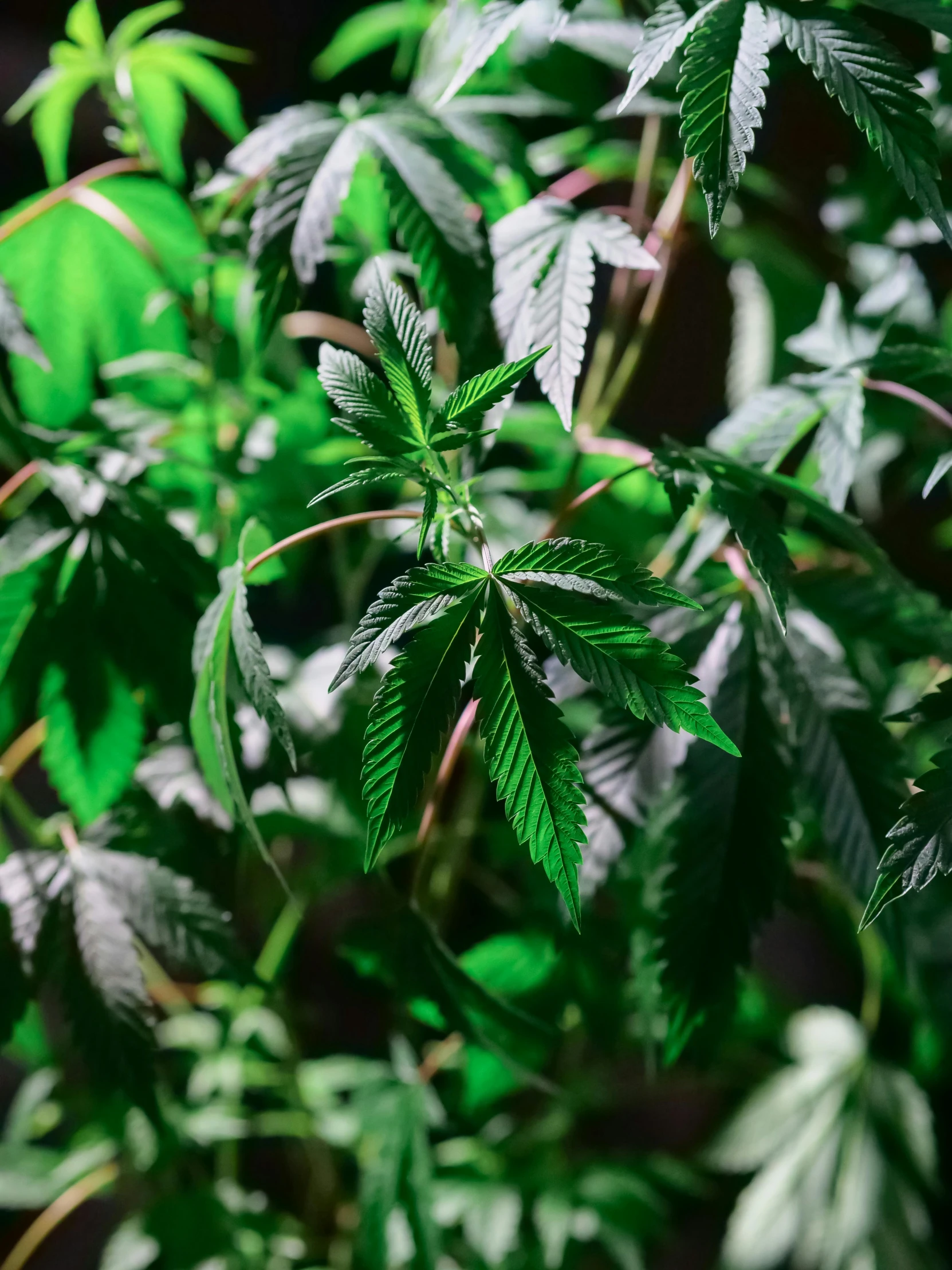 a close up of a plant with green leaves, marijuana trees, 🚀🌈🤩, no cropping, instagram post