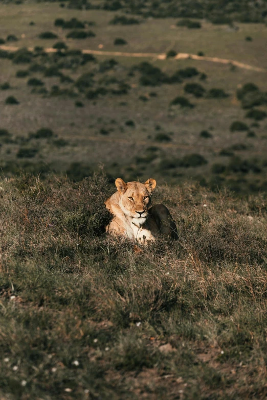 a couple of lions laying on top of a lush green field, unsplash contest winner, lone female, in africa, high quality photo, sitting cutely on a mountain