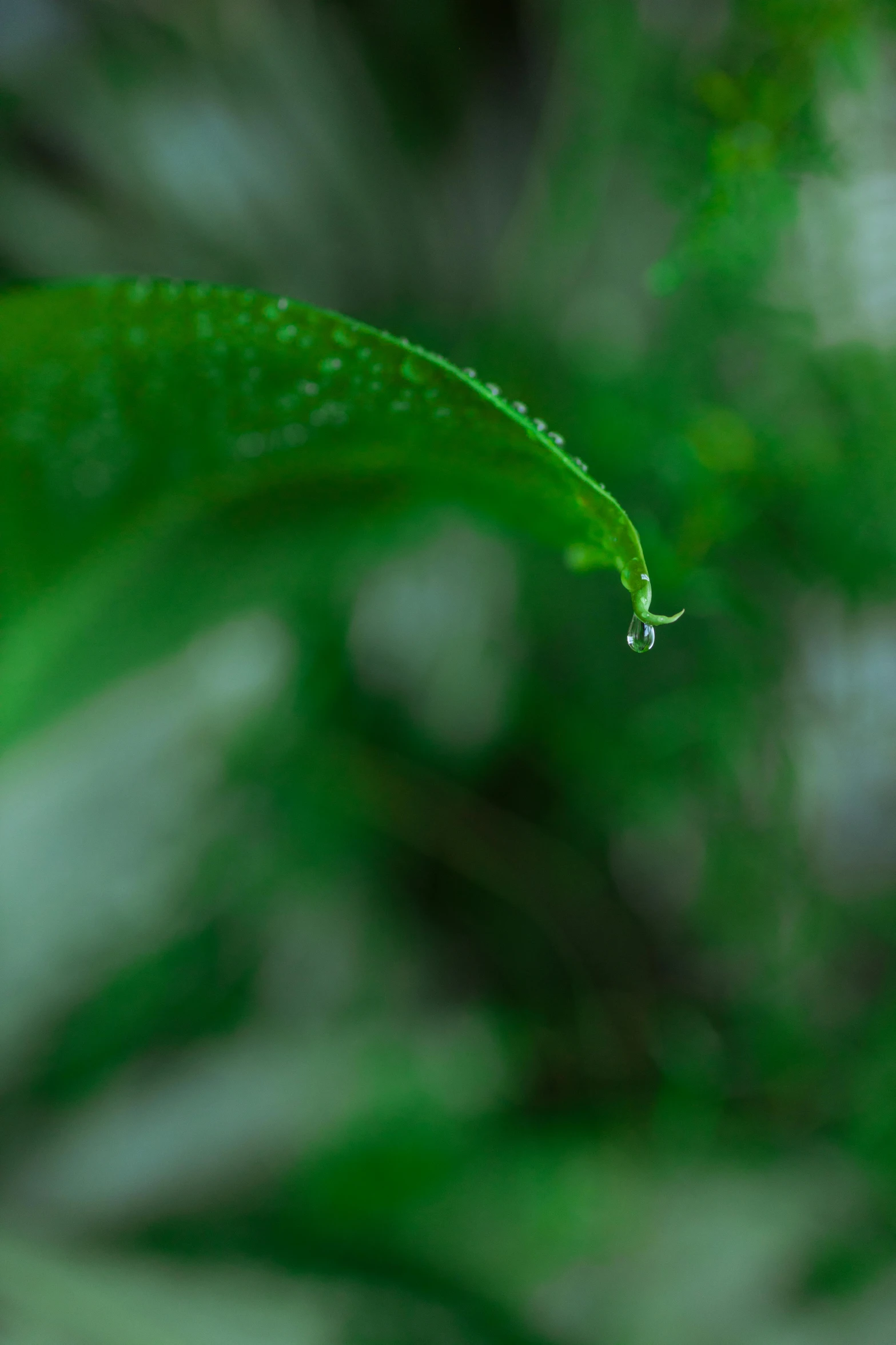 a close up of a leaf with water droplets on it, unsplash, 8k 28mm cinematic photo, tall thin, green: 0.5, pouring