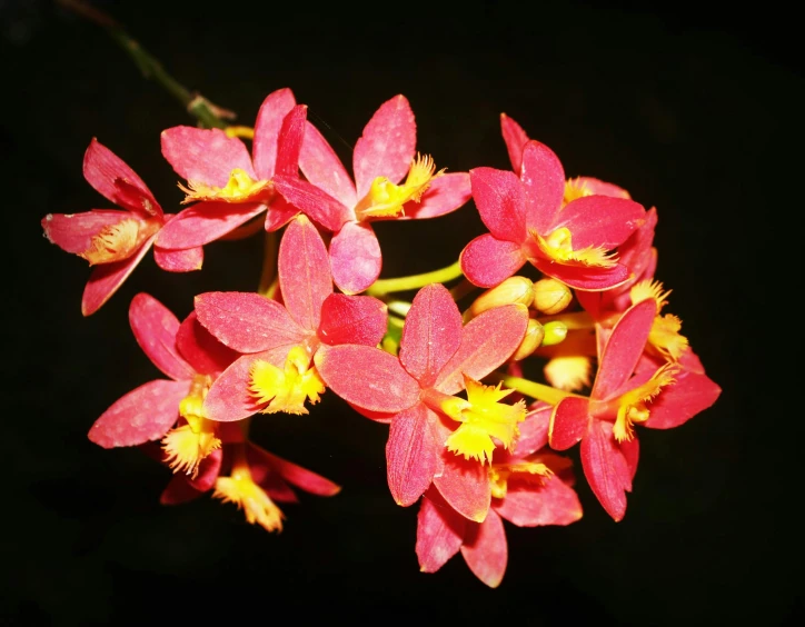 a cluster of pink and yellow flowers against a black background, pexels, hurufiyya, holding a red orchid, sri lanka, instagram picture, gradient red to yellow