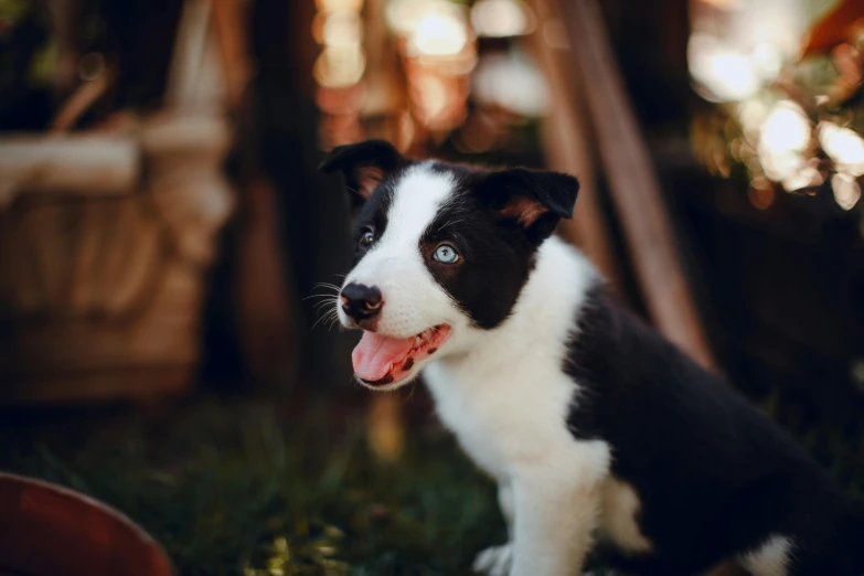 a black and white dog sitting in the grass, by Julia Pishtar, pexels contest winner, puppies, border collie, small blue eyes, fashionable