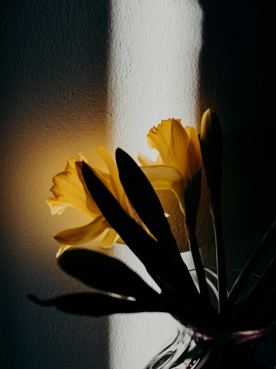 a vase with some yellow flowers in it, unsplash contest winner, light and space, strong eerie back light, depicting a flower, shadow and light, daffodils