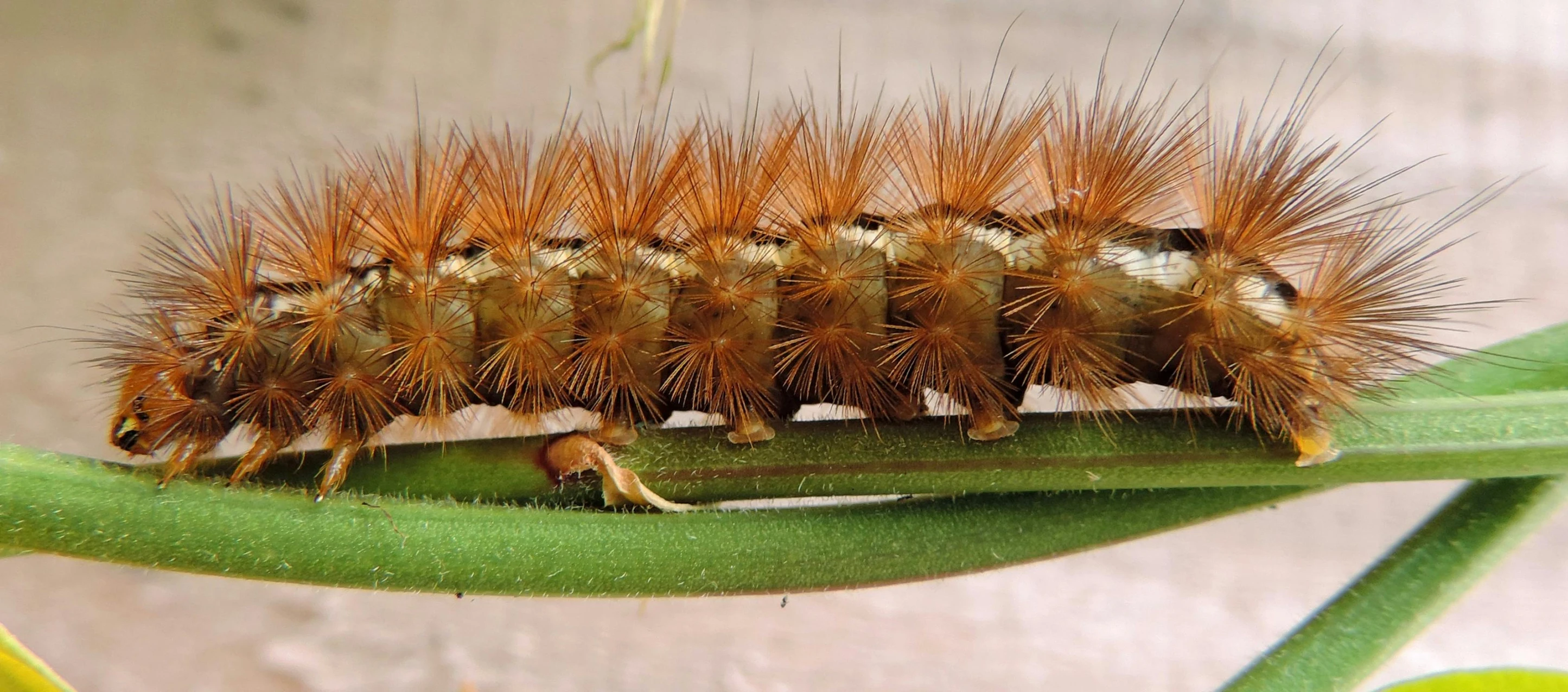 a close up of a cater on a plant, by Jan Rustem, pixabay contest winner, hurufiyya, malt, crawling, eric carle, coxcomb