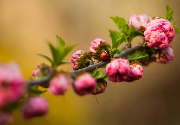 a close up of a pink flower on a branch, by Niels Lergaard, pexels contest winner, ladybugs, with fruit trees, flowering buds, carefully crafted