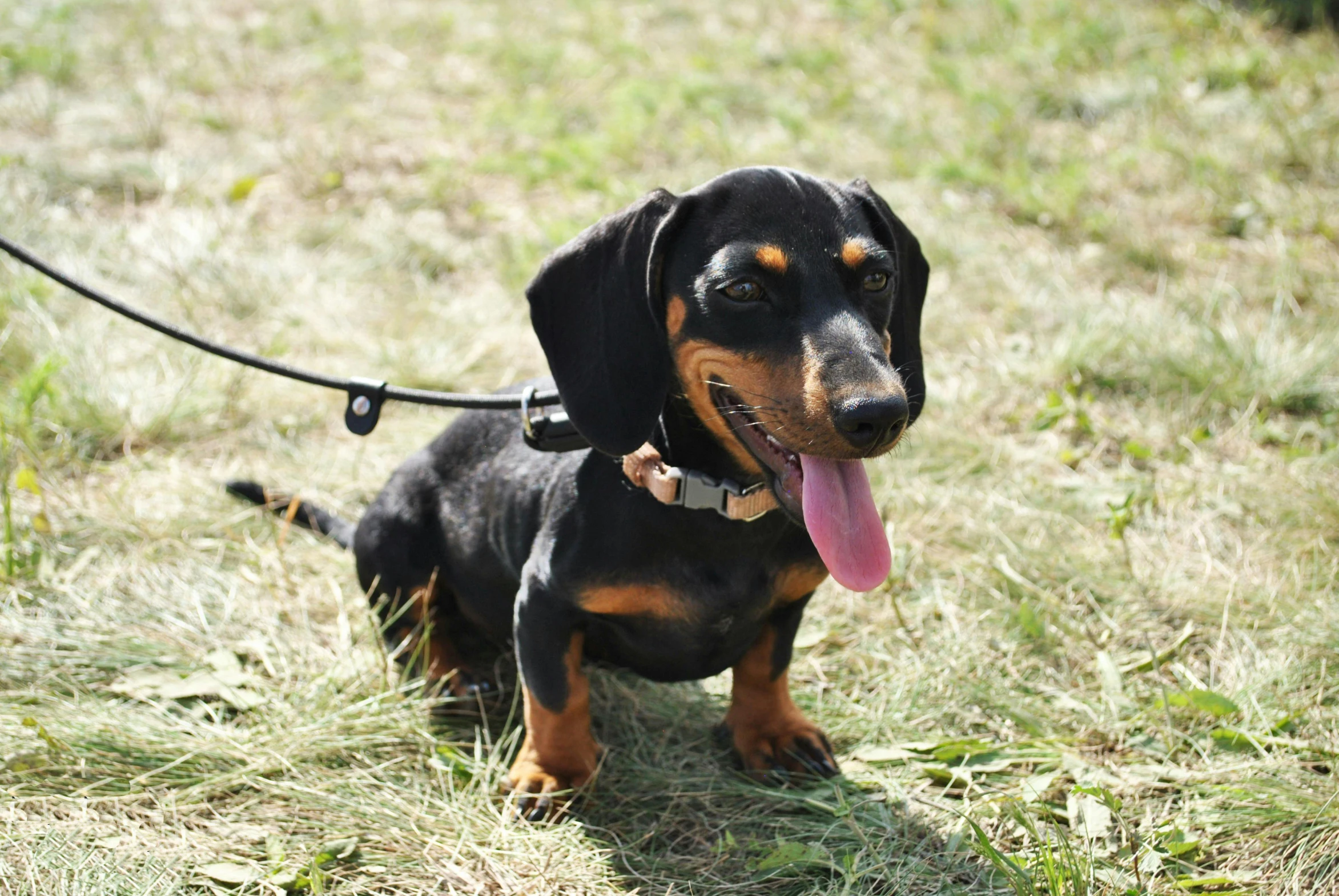 a small black and brown dog on a leash, dachshund, 2019 trending photo, warm weather, hip-length