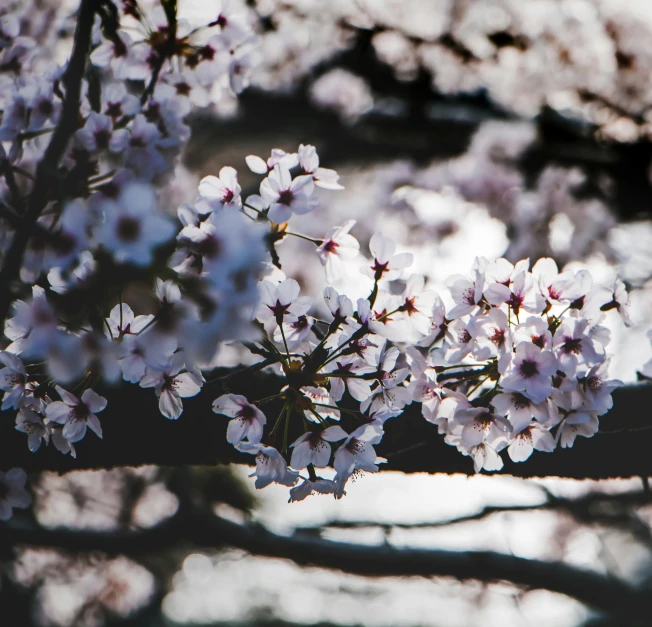 a close up of a bunch of flowers on a tree, a picture, inspired by Elsa Bleda, unsplash, sōsaku hanga, sakura trees, fuji x 1 0 0 f, 2000s photo