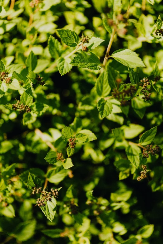 a close up of a plant with green leaves, with soft bushes, with dappled light, shot on hasselblad, 15081959 21121991 01012000 4k