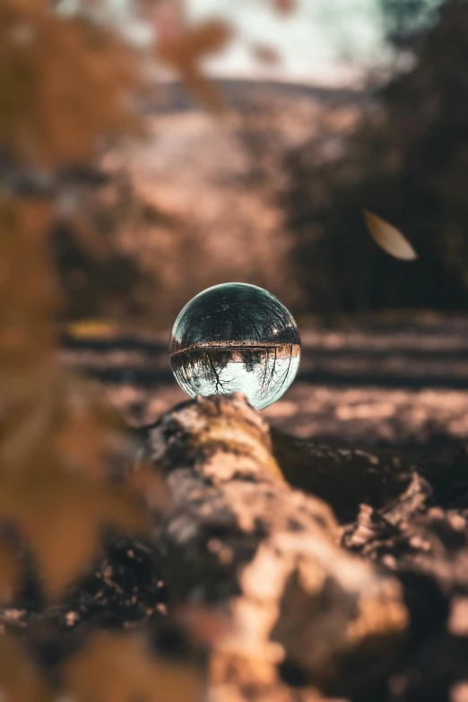 a glass ball sitting on top of a tree branch