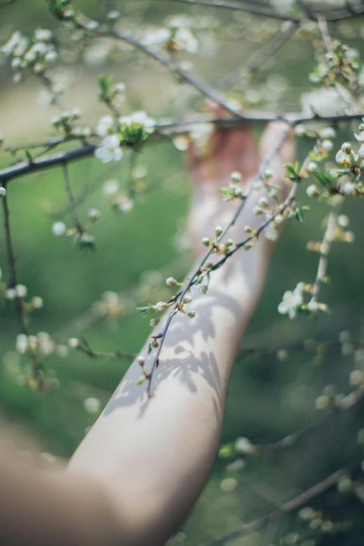 a person reaching for flowers on a tree, inspired by Elsa Bleda, trending on unsplash, graceful arms, persephone in spring, istockphoto, low detail