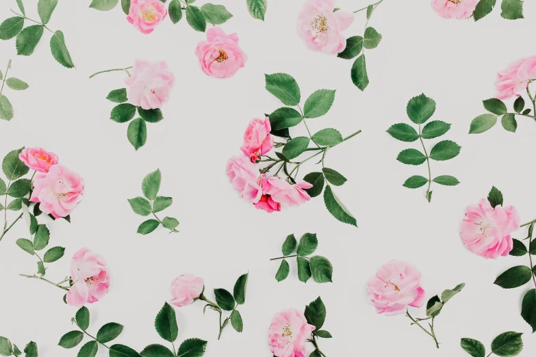 a pattern of pink roses on a white background, by Carey Morris, trending on pexels, made of flowers and leaves, emily rajtkowski, celebrating, desktop wallpaper