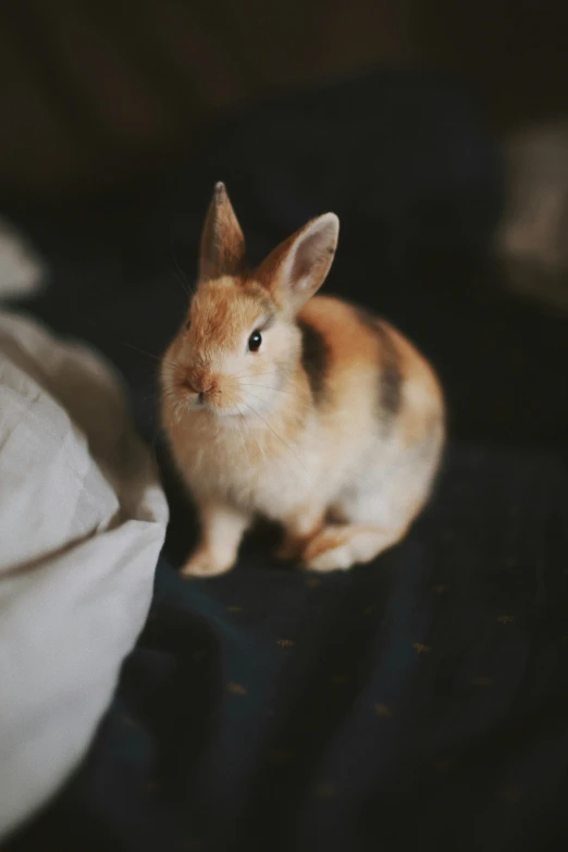 a small rabbit sitting on top of a bed, unsplash, renaissance, looking towards camera, up close, stuffed, gif