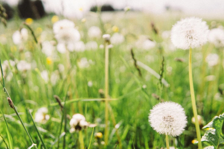 a bunch of dandelions sitting on top of a lush green field, a photo, unsplash, f 1.4 kodak portra, white, background image