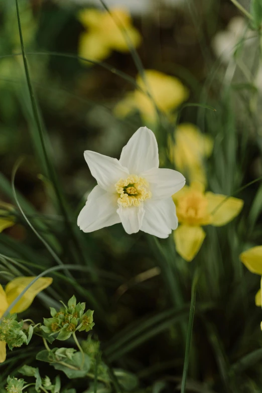 a white flower sitting on top of a lush green field, a picture, by David Simpson, unsplash, renaissance, daffodils, medium format. soft light, top - down photograph, in a cottagecore flower garden